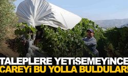 Manisa’da bağcılar yeni sisteme çabuk alıştı… Herkes yaptırmak istiyor!