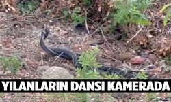 Yılanların çiftleşme dansı kamerada!