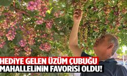 Yıllardır evinin önünde yetiştiriyor… Manisa’da hediye gelen üzüm çubuğu mahallelinin favorisi oldu!