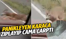 Yolda aniden beliren karaca sürücünün camına çarptı! O anlar kamerada…
