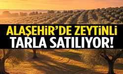 Alaşehir’de zeytinli tarla satılıyor! Fiyatı duyan şaşırıyor…
