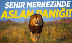 Bir ilde aslan paniği! Her yerde arıyorlar: 1 yaralı