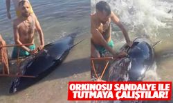 Kıyıya vuran orkinosu sandalyeyle tutmaya çalıştılar