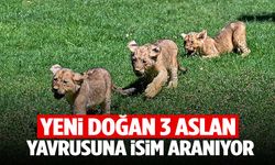 Cumhurbaşkanı Erdoğan’ın aslanları yavruladı… İsimleri anketle koyulacak!