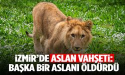 İsmi anketle belirlenmişti! Aslan Pars, başka aslan tarafından öldürüldü!