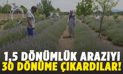 Kütahya’da lavanta bahçesi gelir kapısına dönüştü!