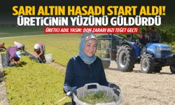 Manisa’da sarı altın hasadı başladı! İlk üzümler sergide…