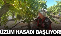Manisa’da üzüm için hasat ve ihracat tarihleri belirlendi!