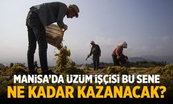 Manisa'da üzüm işçisinin gözü kulağı yevmiyede!