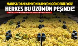 Manisa’dan kamyon kamyon gönderiliyor! Herkes bu üzümün peşinde…