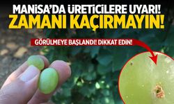 Manisalı üreticilere uyarı! Zamanı kaçırmayın...