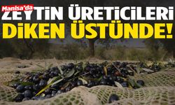 Manisa'da zeytin üreticileri diken üstünde!