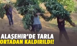 Alaşehir’de tarlaya ekmişler! Binlercesi ele geçirildi…