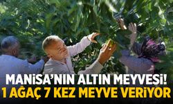 Manisa’nın altın meyvesi! 1 ağaç 7 kez meyve veriyor…