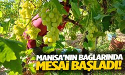 Manisa’nın bağlarında mesai başladı!