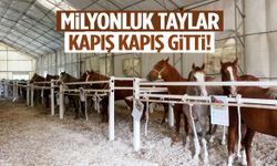 Milyonluk taylar kapış kapış gitti! En pahalısı servet değerinde