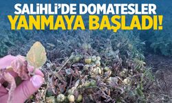 Salihli’de domates ve biberler yanmaya başladı!