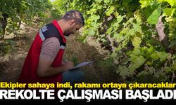 Manisa’da rekolte çalışmaları başladı... Ekipler sahaya indi