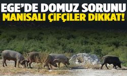 Ege’de tarlalara domuzlar dadandı! Manisalılar dikkat edin…