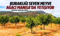 Yazın dik, kışın şifa topla! Kuraklığı seven meyve ağacı Manisa’da yetişiyor