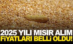 2025 yılı mısır alım fiyatları belli oldu… TMO’dan açıklama var!