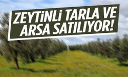 Akhisar’da zeytinli tarla ve arsa satılıyor!