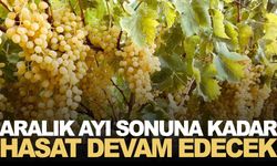 Manisa’da en uzun hasat burada sürüyor… Aralık ayı sonuna kadar sürecek!