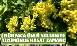 Manisa’da Sultaniye üzüm hasadı başladı: İlk tırlar Avrupa yolunda