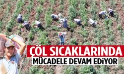 Saatte 250 TL: Ege’de işçileri güneş bile durduramıyor