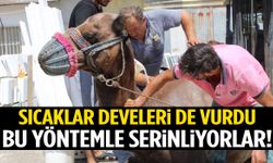 Develer Aydın’ın kavurucu sıcaklarına dayanamadı! Bu yöntemle serinliyorlar…
