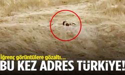 Bu kez adres Türkiye… Güpegündüz boş arazide…