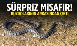 Evde yılan paniği… Buzdolabının arkasından kocabaş yılan çıktı!