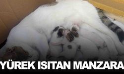 Taksi durağında doğum yaptı… Esnaf sahip çıktı!