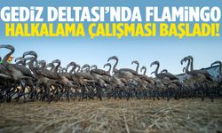 Gediz Deltası’nda Flamingo halkalama seferberliği!