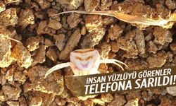 ‘İnsan yüzlüyü’ görenler telefona sarıldı!