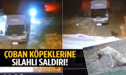 Çoban köpeklerine kurşun yağdırdılar