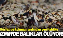 İzmir Körfezi’nde balık ölümleri başladı