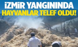 İzmir’de yangın faciası! Hayvanlar telef oldu