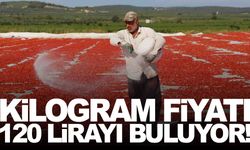 Manisa Ovası kıpkırmızı… Kilogram fiyatı 120 lirayı buluyor!