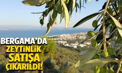 Bergama’da zeytinlik satışa çıkarıldı