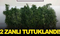 Manisa Gördes’te Hint keneviri operasyonu!