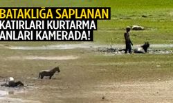 Manisa’da bataklığa saplanan katırları kurtarma anları kamerada! Ekipler seferber oldu…