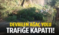 Manisa’da fırtına sebebiyle devrilen ağaç yolu trafiğe kapattı