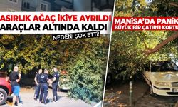 Manisa'da panik: Asırlık ağaç yaz günü ikiye ayrıldı! Nedeni şaşırttı...