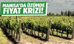 Manisa’da üzümde fiyat krizi!