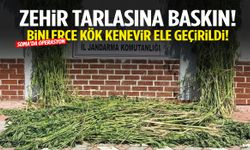 Manisa’da zehir tarlasına baskın! Binlerce kök kenevir ele geçirildi…