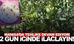 Manisa’da zeytin sineği tehdidi sürüyor… ‘2 gün içinde ilaçlama yapın’ çağrısı!