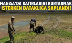 Manisa’da inanılmaz olay! Katırlarını kurtarmak isterken bataklığa saplandı!