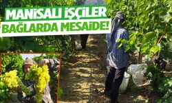 Manisa’dan dünyaya açılıyor: Üzüm mesaisi başladı!