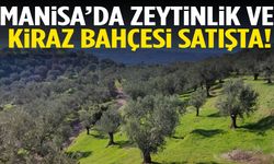 Manisa’da zeytinlik ve kiraz bahçesi satışta